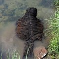 Hungarian puli