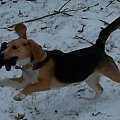 #sheltie #beagle