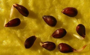 seeds of crabapple