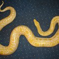 Tygrysek albino