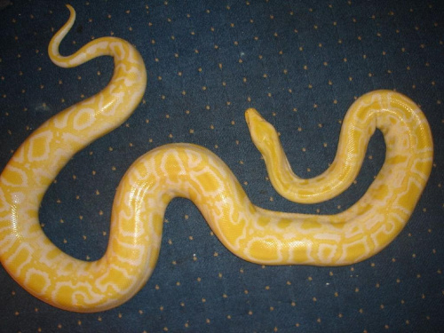 Tygrysek albino