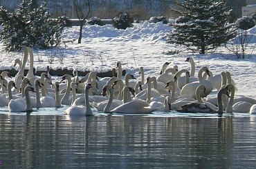 Pisz i rzeka Pisa #Pisa #JezioroRoś #Pisz #Mazury #Kaczki #Łabędzie #Remes #spacer