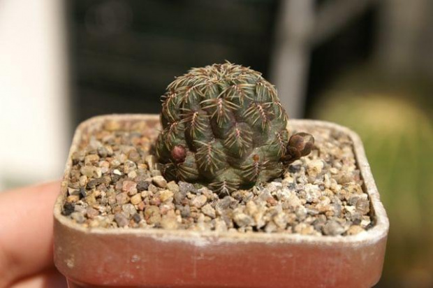 Sulkorebutia