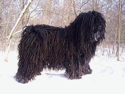 Hungarian puli