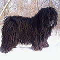 Hungarian puli