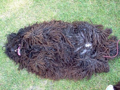 Hungarian puli