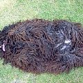 Hungarian puli