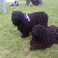 Hungarian puli