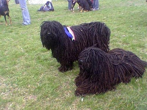 Hungarian puli