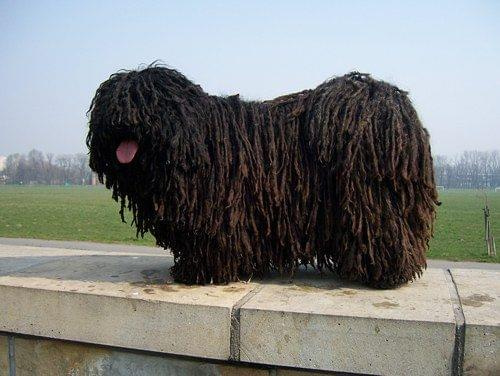 Hungarian puli