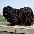 Hungarian puli