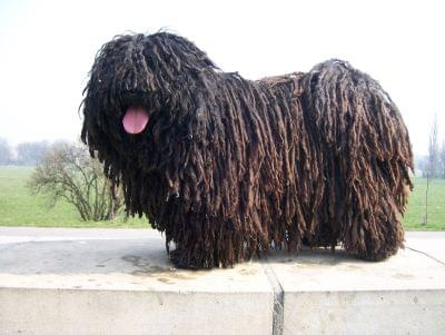 Hungarian puli