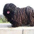 Hungarian puli
