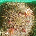 Mammillaria