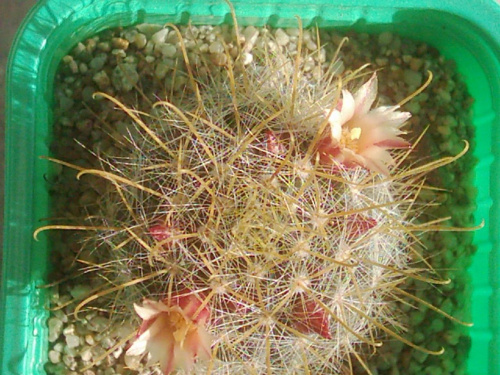 Mammillaria