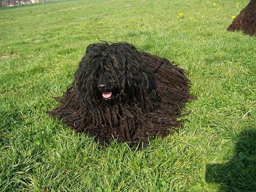 Hungarian puli