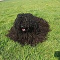 Hungarian puli