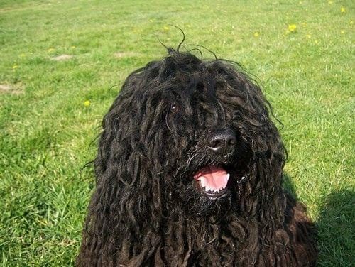 Hungarian puli