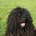 Hungarian puli
