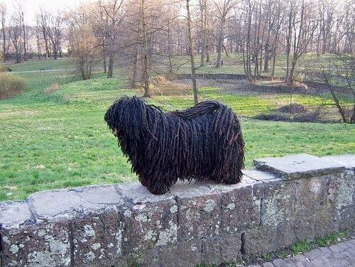 Hungarian puli