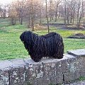 Hungarian puli