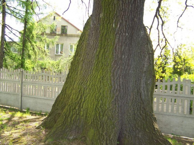 Pomniki przyrody Jedłownika
foto: M.Machnik