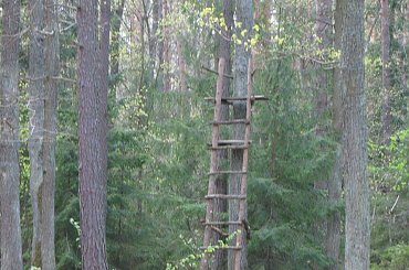 Koluszki, las, przyroda, wiosna, ambona #Koluszki #las #przyroda #wiosna #ambona