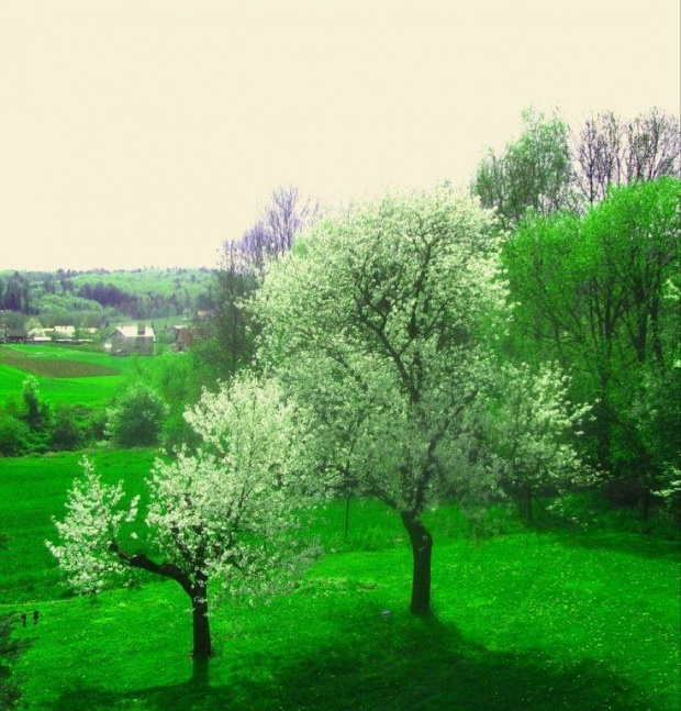 widok z mojego domu #wiśnie #drzewa #kwiaty
