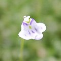 Utricularia x ??