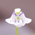 Utricularia x ??