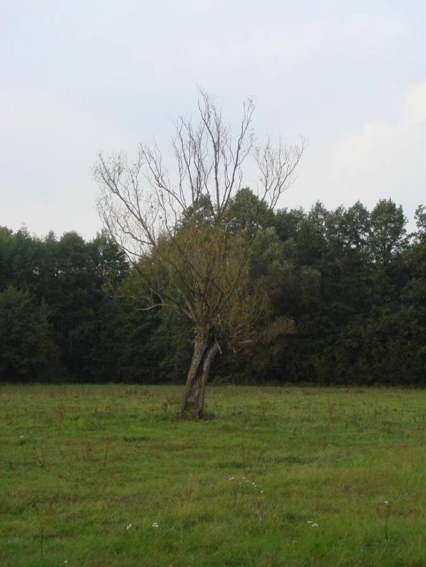 Głęboczek-Podlasie