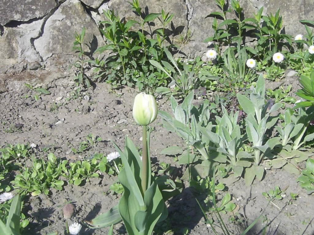 tulipany