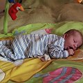 To chwilowo tygryski lubią najbardziej