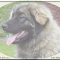 ARES Boćka leonberger