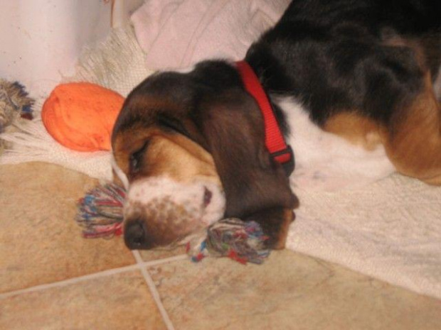 Kocham swoje zabawki #BassetHound #pies #Boogie