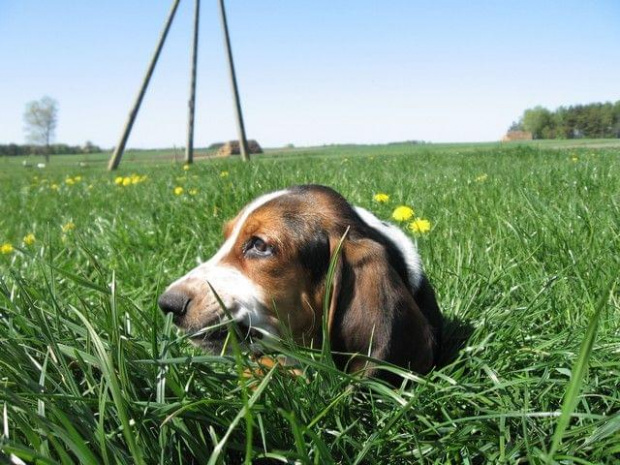 Pyszna trawka #BassetHound #pies #Boogie