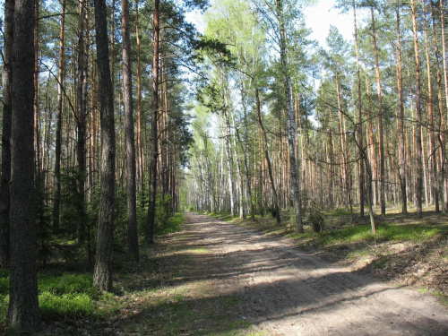 Koluszki, las, przyroda #droga #Koluszki #las #przyroda