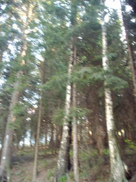 drzewa( zdjęcie nieostre,ale szkoda mi było pozbywać się jakiegokolwiek ze względów już sentymentalnych..) #karpacz #praga #góry