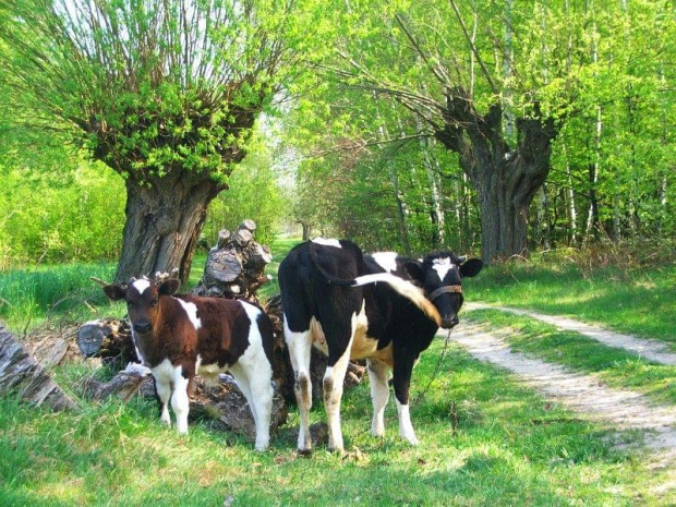 Z Boguszówki jedziemy do Zwoli Starej #pola #wiosna #wieś #krowa #krowy #cielę
