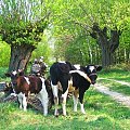 Z Boguszówki jedziemy do Zwoli Starej #pola #wiosna #wieś #krowa #krowy #cielę