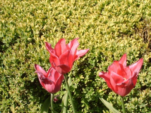 wrzosowe tulipany wśród żywopłotów... #karpacz #praga #góry