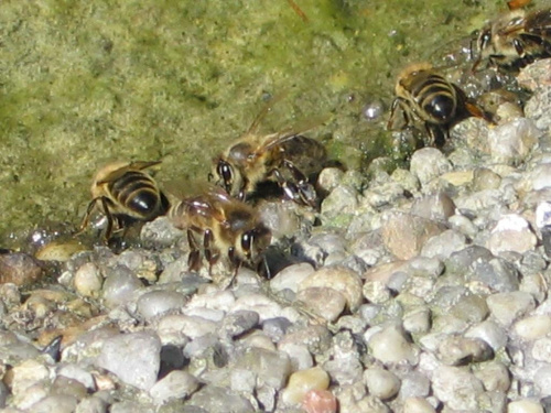 pszczoły na wodzie