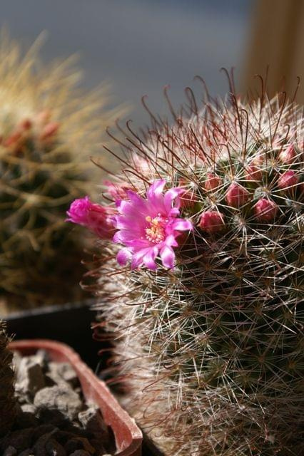 Mammillaria berkiana