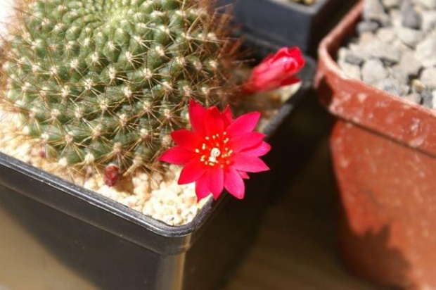 Rebutia violaciflora