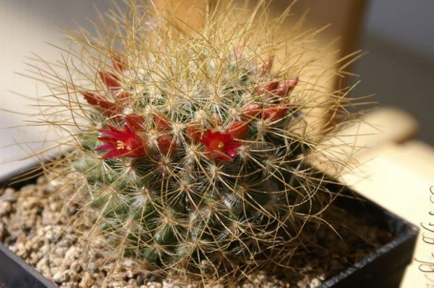 Mammillaria rekoi ssp. leptacantha