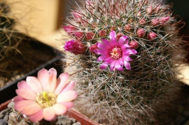 Mammillaria berkiana i Mediolobivia pygmaea