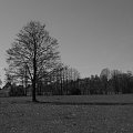 #drzewa #łąka #CzerńIBiel #BlackAndWhite