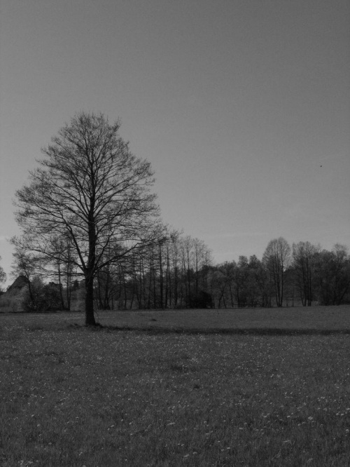 #drzewa #łąka #CzerńIBiel #BlackAndWhite