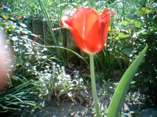 tulipanek #KwiatkiZBliskaTulipany