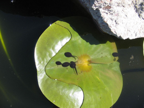 Ogród Botaniczny w Powsinie - Kijanki, niedługo będą małe żabki :-)